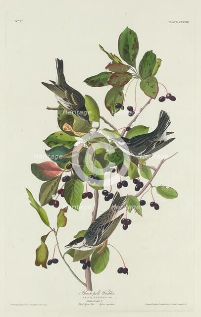 Black-Poll Warbler, 1832. Creator: Robert Havell.