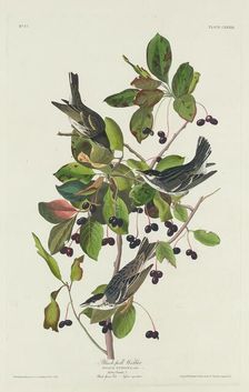 Black-Poll Warbler, 1832. Creator: Robert Havell