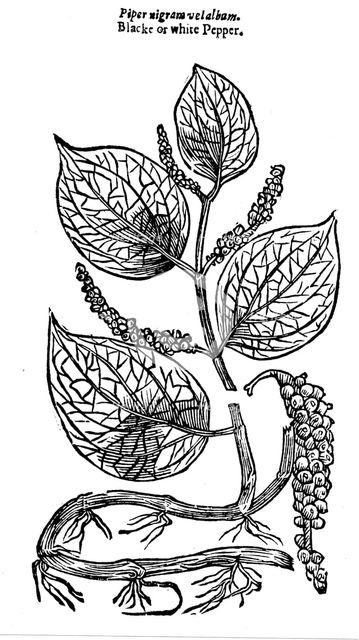 Black Pepper (Piper nigrum), 1640. Artist: Unknown