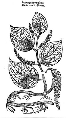 Black Pepper (Piper nigrum), 1640