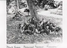 Black Pepper vine at St George’s Botanical Gardens, Grenada, 1897
