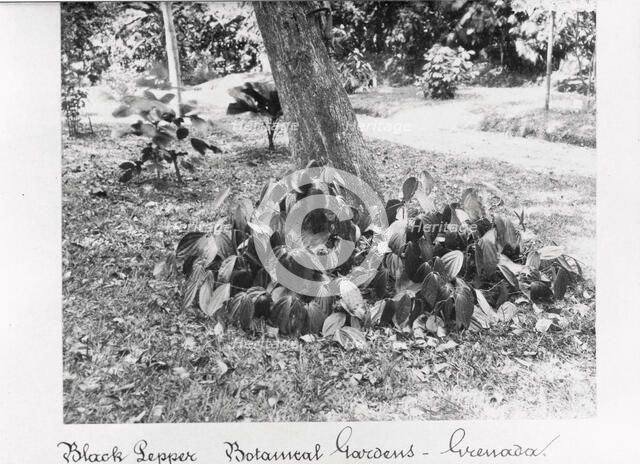 Black Pepper vine at St George’s Botanical Gardens, Grenada, 1897. Artist: Unknown