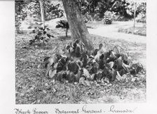 Black Pepper vine at St George’s Botanical Gardens, Grenada, 1897