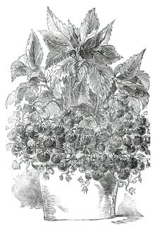 Black Prince Strawberry Plant, grown by Mr. Cuthill, 1850. Creator: Unknown