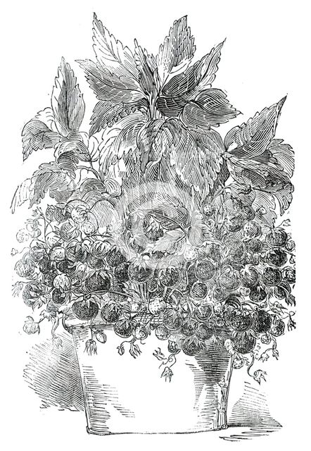 Black Prince Strawberry Plant, grown by Mr. Cuthill, 1850. Creator: Unknown.