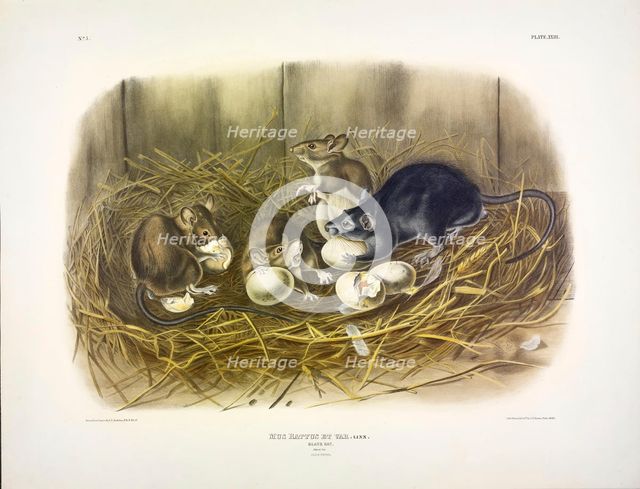 Black Rat, Mus Rattus et Var, 1845.