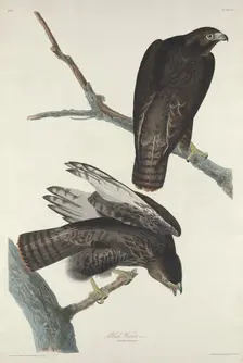 Black Warrior, 1830. Creator: Robert Havell