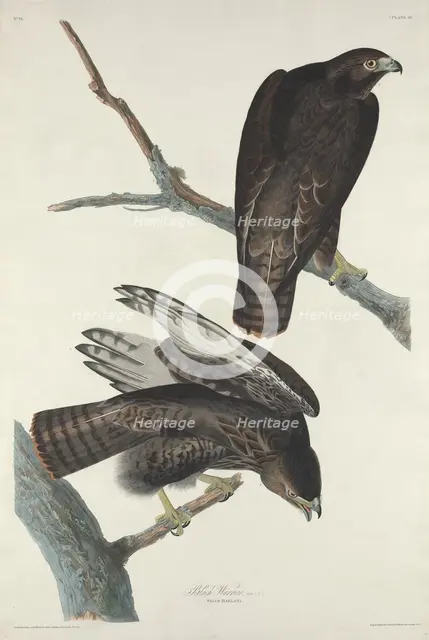 Black Warrior, 1830. Creator: Robert Havell.