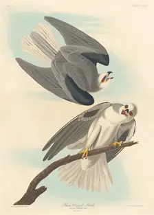 Black-winged Hawk, 1837. Creator: Robert Havell