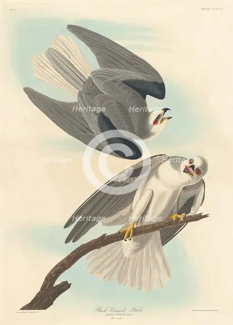 Black-winged Hawk, 1837. Creator: Robert Havell.
