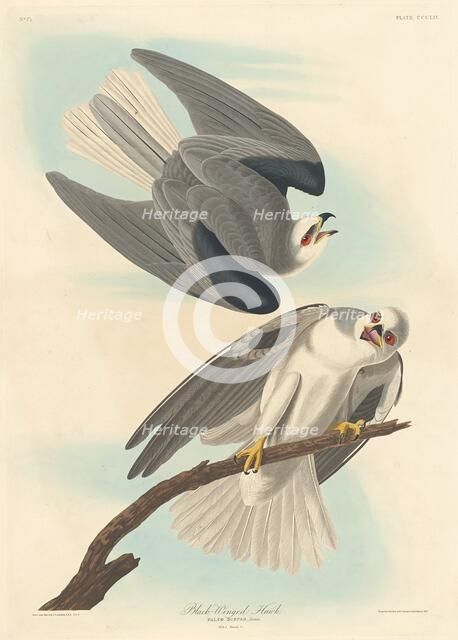 Black-winged Hawk, 1837. Creator: Robert Havell.