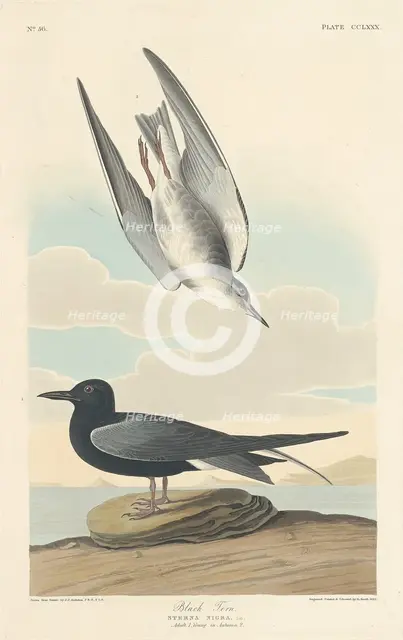 Black Tern, 1835. Creator: Robert Havell.