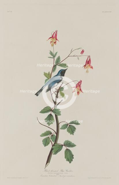 Black-throated Blue Warbler, 1832. Creator: Robert Havell.