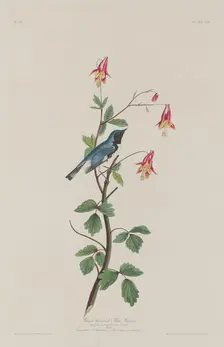 Black-throated Blue Warbler, 1832. Creator: Robert Havell