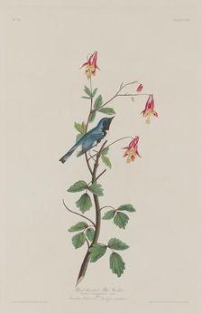 Black-throated Blue Warbler, 1832. Creator: Robert Havell