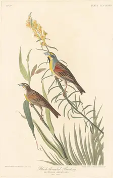 Black-throated Bunting, 1837. Creator: Robert Havell