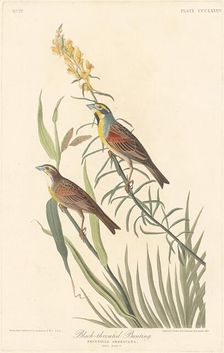 Black-throated Bunting, 1837. Creator: Robert Havell