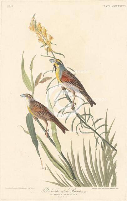 Black-throated Bunting, 1837. Creator: Robert Havell.