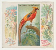 Black-Throated Golden Pheasant, from Birds of the Tropics series (N38) for Allen & Ginter ..., 1889. Creator: Allen & Ginter