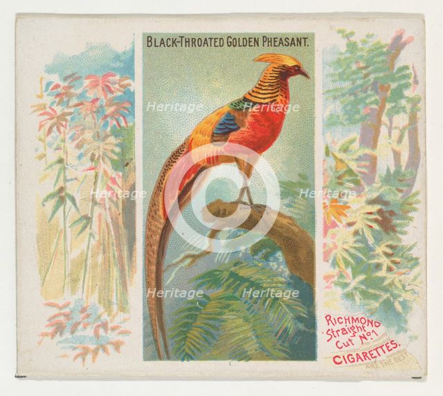 Black-Throated Golden Pheasant, from Birds of the Tropics series (N38) for Allen & Ginter ..., 1889. Creator: Allen & Ginter.