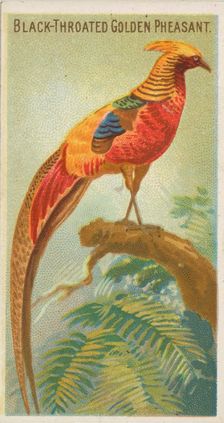 Black-Throated Golden Pheasant, from the Birds of the Tropics series (N5) for Allen & Gint..., 1889. Creator: Allen & Ginter