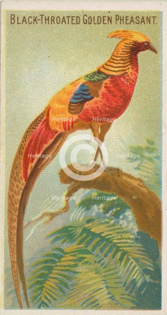 Black-Throated Golden Pheasant, from the Birds of the Tropics series (N5) for Allen & Gint..., 1889. Creator: Allen & Ginter.