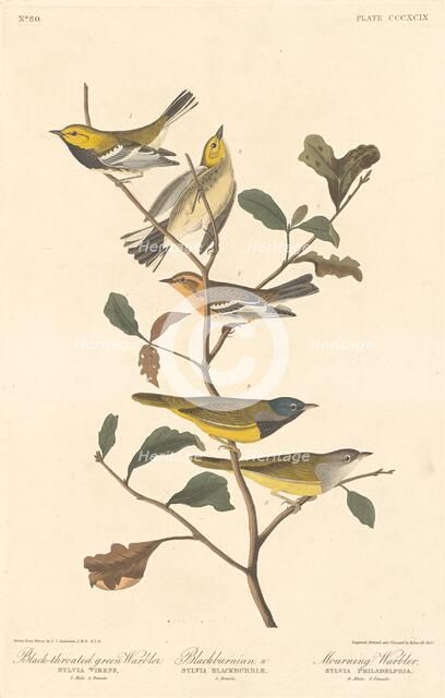 Black-throated Green Warbler, Blackburnian Warbler and Mourning Warbler, 1837. Creator: Robert Havell.