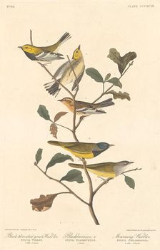 Black-throated Green Warbler, Blackburnian Warbler and Mourning Warbler, 1837. Creator: Robert Havell