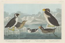 Black-throated Guillemot, Nobbed-billed Auk, Curled-Crested Auk and Horned-billed..., 1838. Creator: Robert Havell