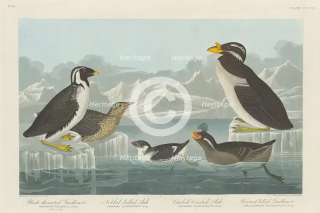 Black-throated Guillemot, Nobbed-billed Auk, Curled-Crested Auk and Horned-billed..., 1838. Creator: Robert Havell.