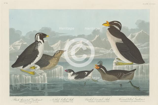 Black-throated Guillemot, Nobbed-billed Auk, Curled-Crested Auk and Horned-billed..., 1838. Creator: Robert Havell.