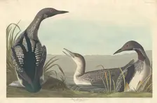 Black-throated Diver, 1836. Creator: Robert Havell