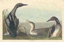 Black-throated Diver, 1836. Creator: Robert Havell