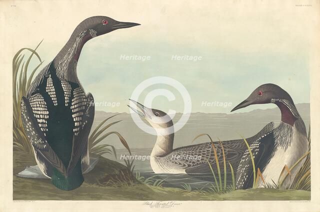 Black-throated Diver, 1836. Creator: Robert Havell.