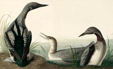 Black-throated Diver, Colymbus Arcticus, 1845