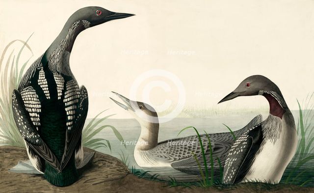 Black-throated Diver, Colymbus Arcticus, 1845.