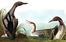 Black Throated Diver, Colymbus Arcticus, 1845