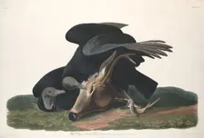 Black Vulture, 1831. Creator: Robert Havell