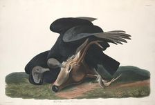 Black Vulture, 1831. Creator: Robert Havell
