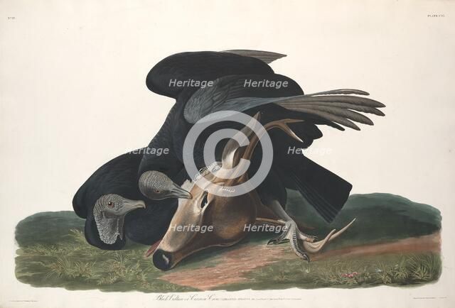 Black Vulture, 1831. Creator: Robert Havell.