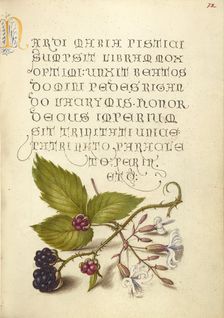 Blackberry and Nottingham Catchfly, 1561-1562; illumination added 1591-1596. Creator: Joris Hoefnagel