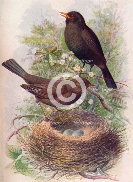 'Blackbird - Tur'dus mer'ula', c1910, (1910). Artist: George James Rankin.