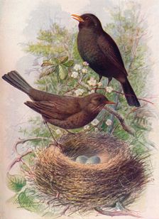 Blackbird - Tur'dus mer'ula c1910, (1910). Artist: George James Rankin