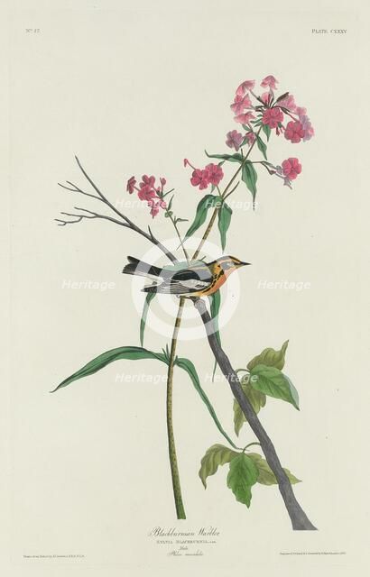 Blackburnian Warbler, 1832. Creator: Robert Havell.