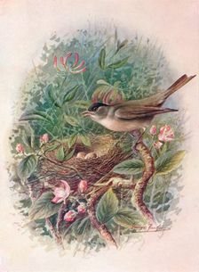 Blackcap - Syl'via atricapil'la c1910, (1910). Artist: George James Rankin