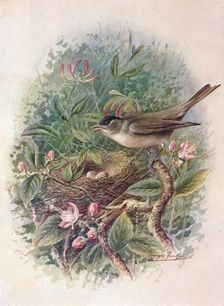 Blackcap - Syl'via atricapil'la c1910, (1910). Artist: George James Rankin