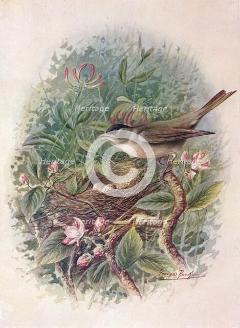 'Blackcap - Syl'via atricapil'la', c1910, (1910). Artist: George James Rankin.