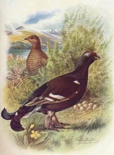 Blackcock or Black-Grouse - Tet'rao tet'rix c1910, (1910). Artist: George James Rankin