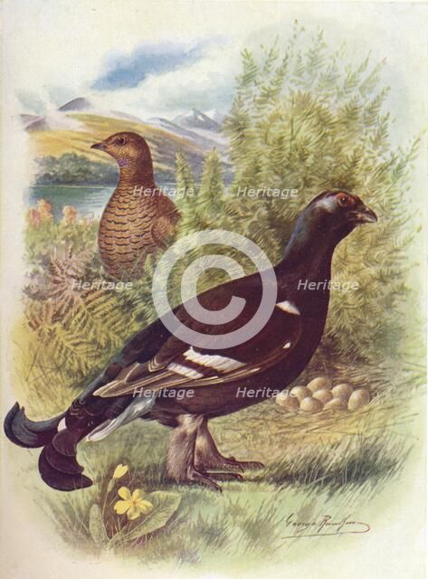 'Blackcock or Black-Grouse - Tet'rao tet'rix', c1910, (1910). Artist: George James Rankin.