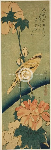 Blacked-naped oriole on hibiscus, mid-1830s. Creator: Ando Hiroshige.